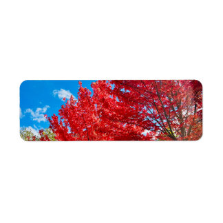Étiquette Feuilles D'Arbre Rouge Lumineux En Automne