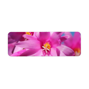 Étiquette Fleur de Noël rose Cactus Schlumbergera