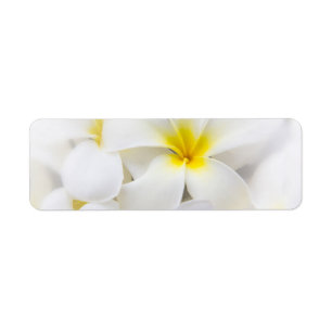 Étiquette Fleur Frangipani Plumeria blanche Fleurs florales