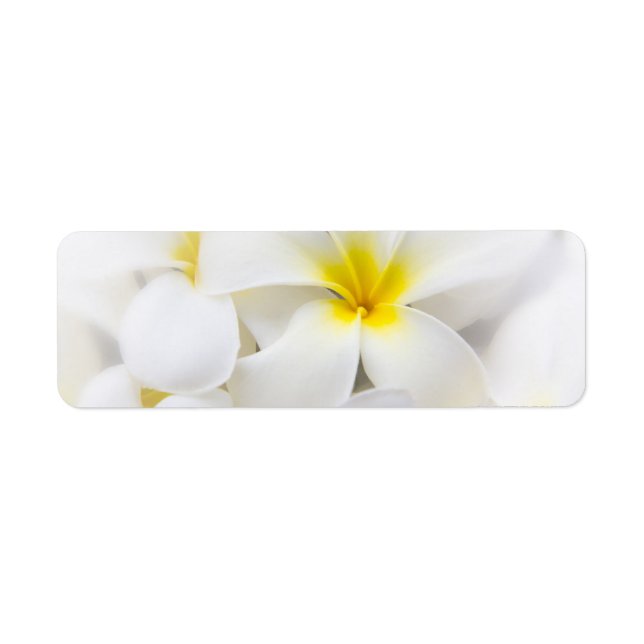 Étiquette Fleur Frangipani Plumeria blanche Fleurs florales (Devant)
