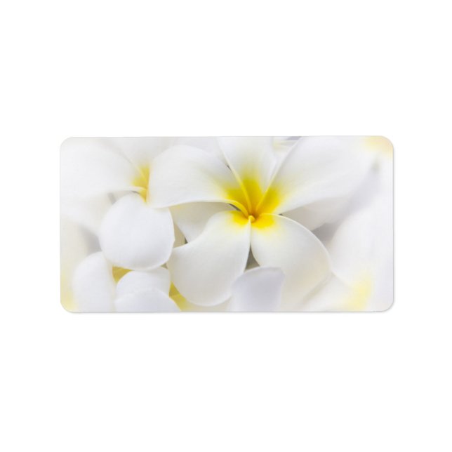 Étiquette Fleur Frangipani Plumeria blanche Fleurs florales (Devant)
