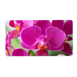 Étiquette Fleur rose d'orchidée - modèle floral d'orchidé