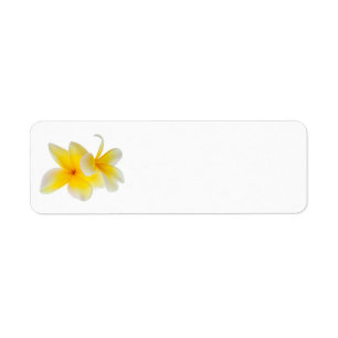 Étiquette Fleurs de Plumeria Frangipani jaune blanc hawaïen