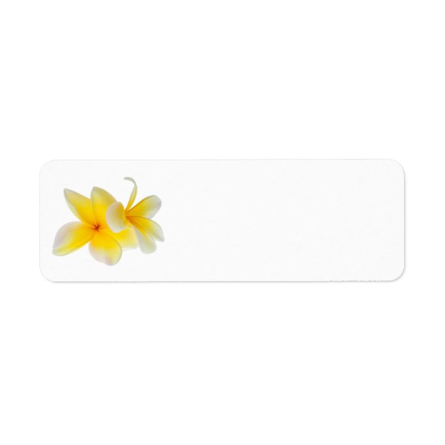 Étiquette Fleurs de Plumeria Frangipani jaune blanc hawaïen (Devant)