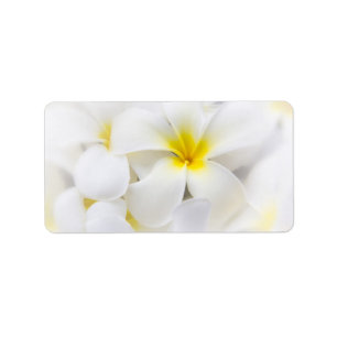 Étiquette Fleurs florales de Plumeria de Frangipani blanc de