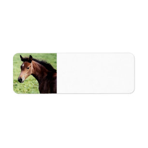 Étiquette Foie de cheval arabe