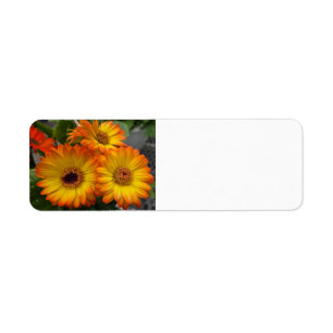 Étiquette Gerbera Daisy