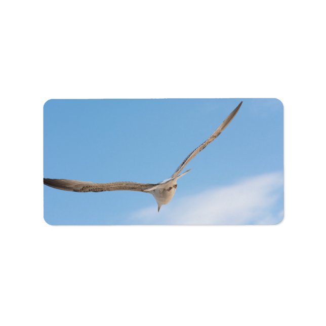 Étiquette Goéland volant (Devant)