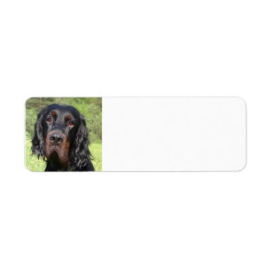 Étiquette Gordon setter.png