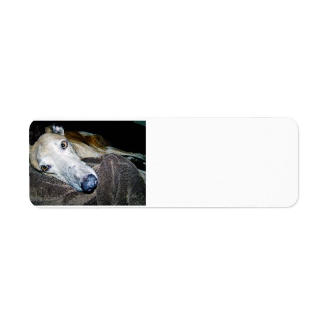 Étiquette greyhound 2.png (Devant)