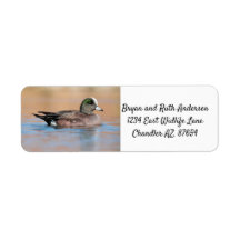 Homme American Wigeon
