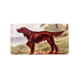 Étiquette Illustration 1900 de poseur irlandais de chien