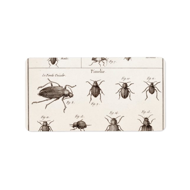 Étiquette Illustration des insectes des insectes des années  (Devant)