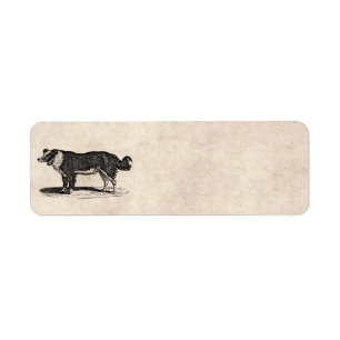 Étiquette Illustration vintage de chien de border collie de