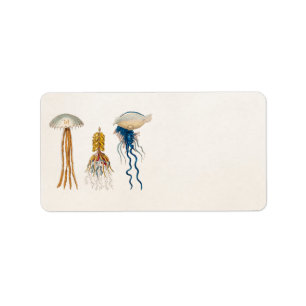 Étiquette Illustration vintage de méduses de 1800s - médus
