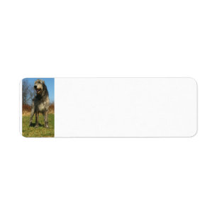 Étiquette irlandais-chien-loup-plein