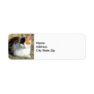 Étiquette Jolie photo de chat Calico