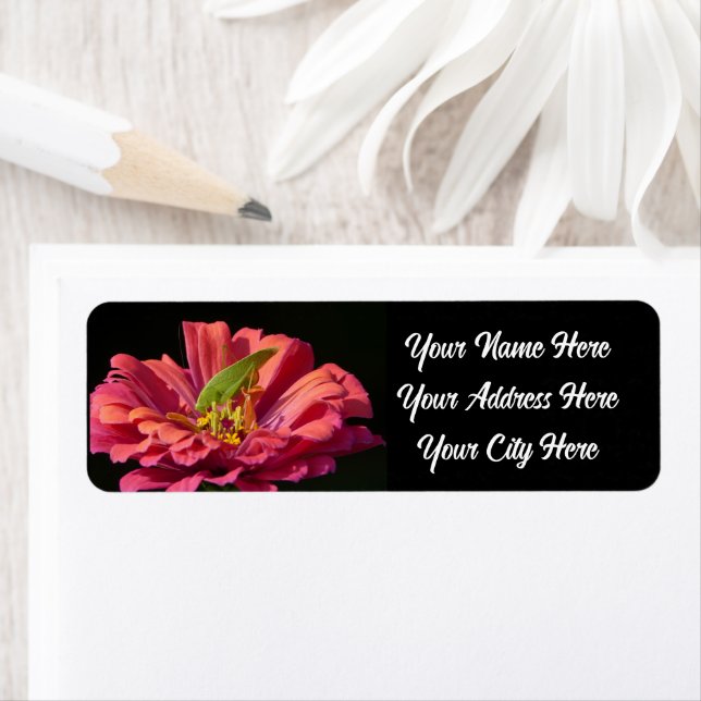 Étiquette Katydid sur Zinnia (En situation)