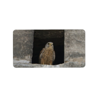 Étiquette Kestrel in a small wall opening in the old church