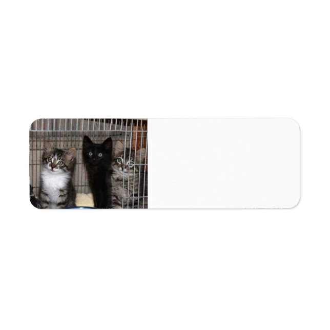 Étiquette Kitten Adopter et aimer Retourner l'adresse Étique (Devant)