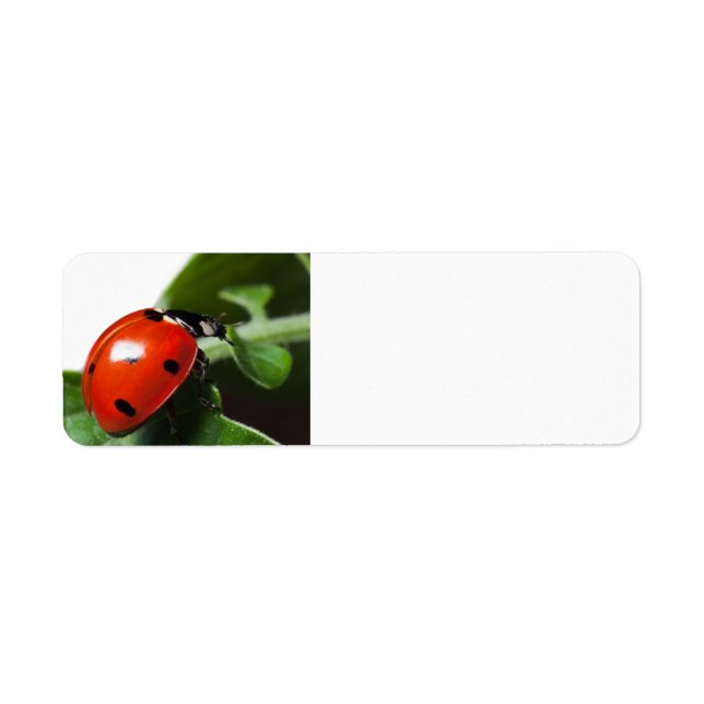 Étiquette Ladybug (Devant)