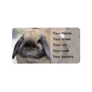 Étiquette Lapin nain à oreilles de Lop