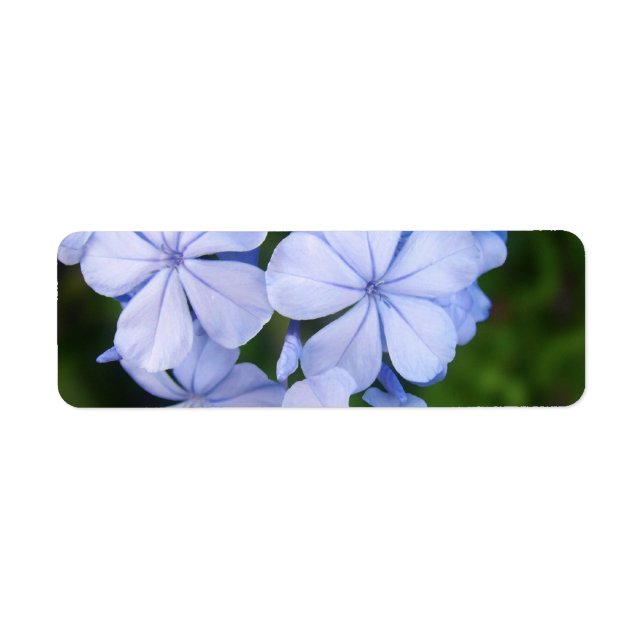 Étiquette Le Cap de Plumbago (Devant)