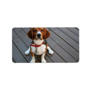 Étiquette Le chien de beagle le plus mignon jamais