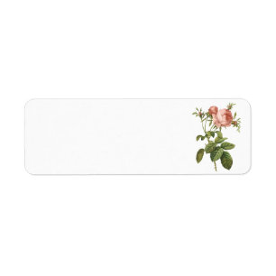 Étiquette le chou s'est levé (foliacea de centifolia de
