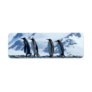 Étiquette Le roi Penguins de Géorgie du Sud