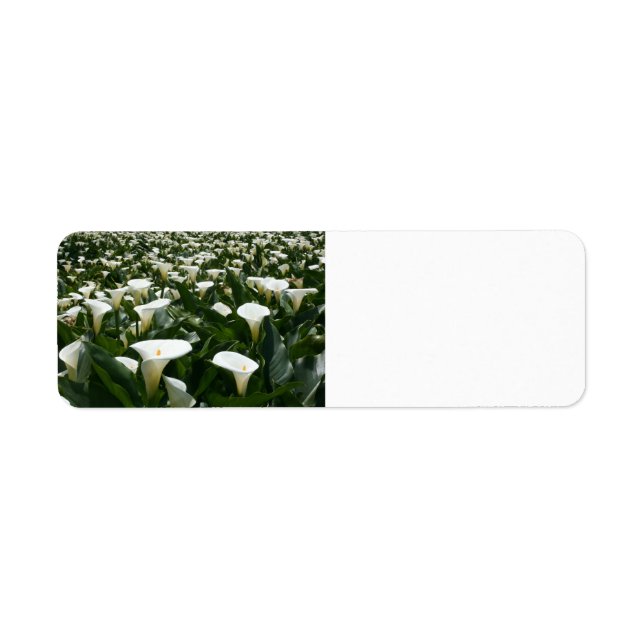 Étiquette Liliers cultivés à Calla Lily Plantation, Taïwan (Devant)