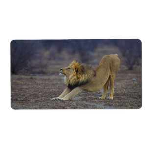Étiquette Lion masculin étirant le yoga de Lion de Panthera