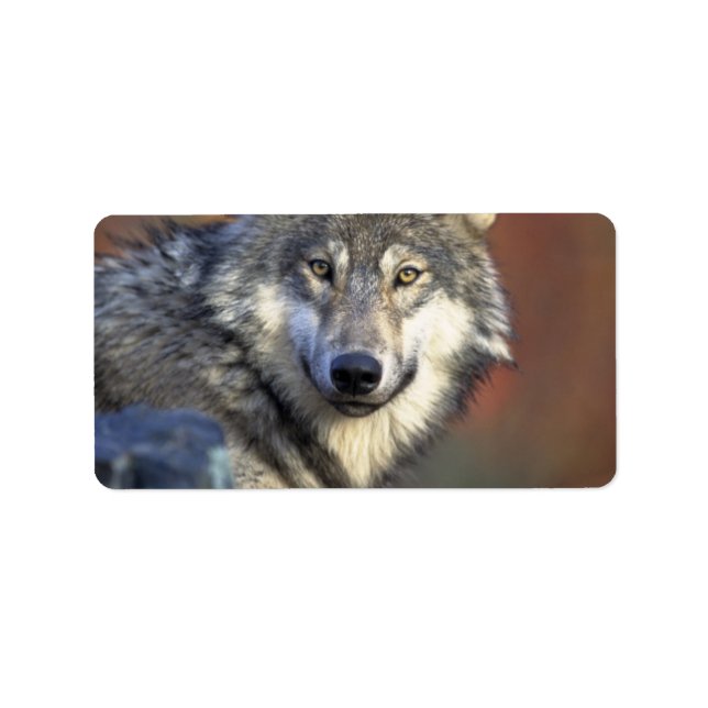 Étiquette Loup gris et blanc (Devant)