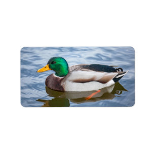 Étiquette Mallard Duck