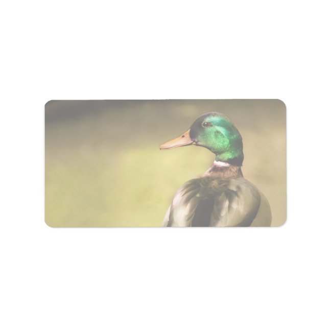 Étiquette Mallard Duck (Devant)