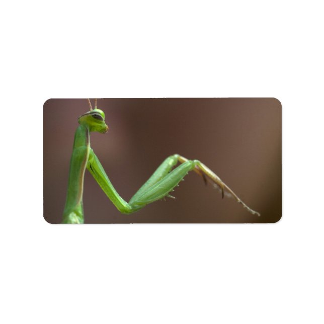 Étiquette Mantis religiosa (Devant)