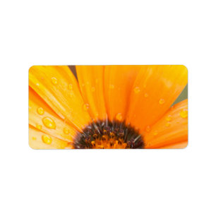 Étiquette Mi-haut couleur marguerite mi-haut photo