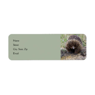 Étiquette Mignonne Echidna d'Australie