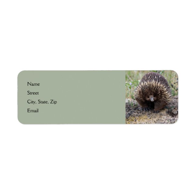 Étiquette Mignonne Echidna d'Australie (Devant)