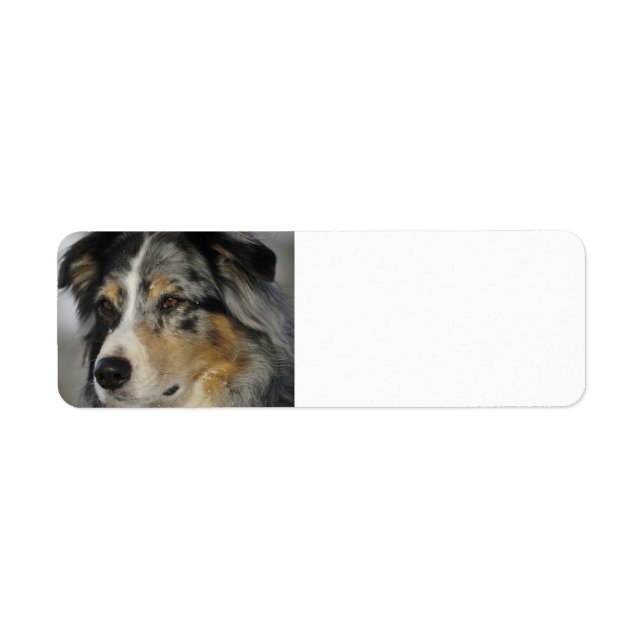 Étiquette Miniature American Shepherd Blue Merle seconde (Devant)