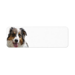 Étiquette Miniature American Shepherd Merle