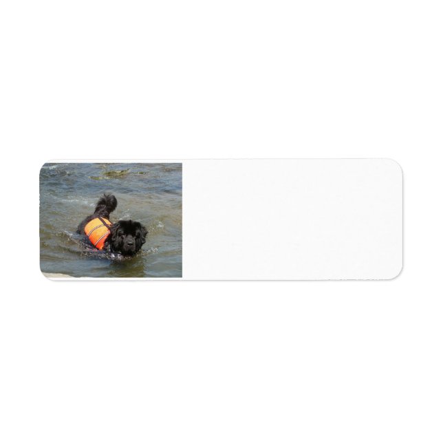 Étiquette newfie dans l'eau.png (Devant)