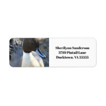 Northern Pintail Duck Adresse de retour