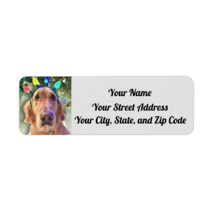 Étiquette Nova The Golden Retriever Christmas Lights Adresse