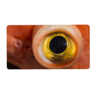 Étiquette Oeil de sébaste