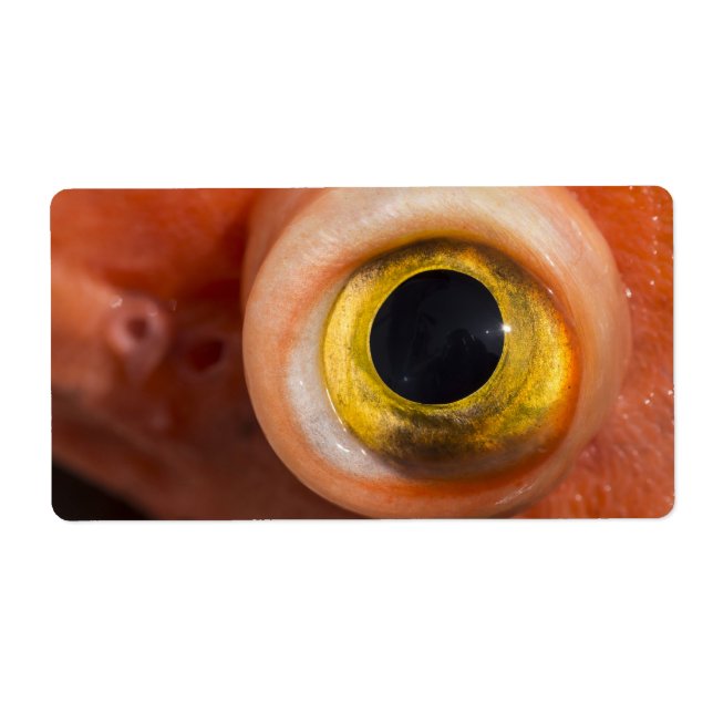 Étiquette Oeil de sébaste (Devant)
