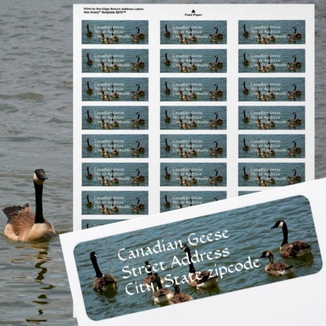 Étiquette Oies canadiennes sur le lac Photographie Adresse d (Créateur téléchargé)