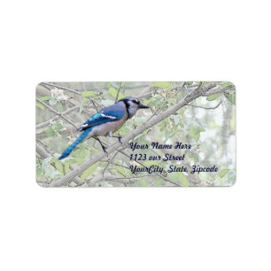 Étiquette Oiseau chanteur de geai bleu