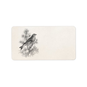 Étiquette Oiseaux roses de pinson d'oiseau de chanson de