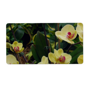 Étiquette Orchidées assez jaunes et rouges de Phalaenopsis